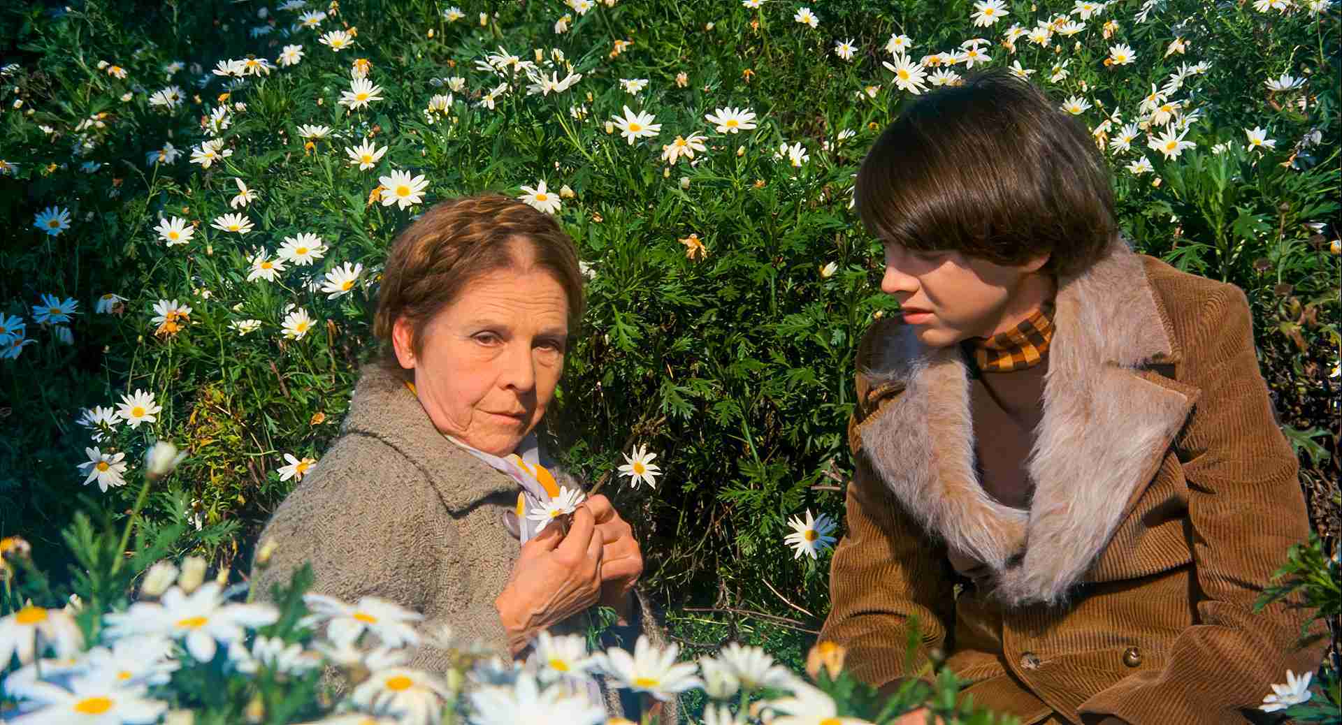 Maude holding a single daisy while talking to Harold in a field of flowers, illustrating the "Individual vs. Mass" screenplay theme.