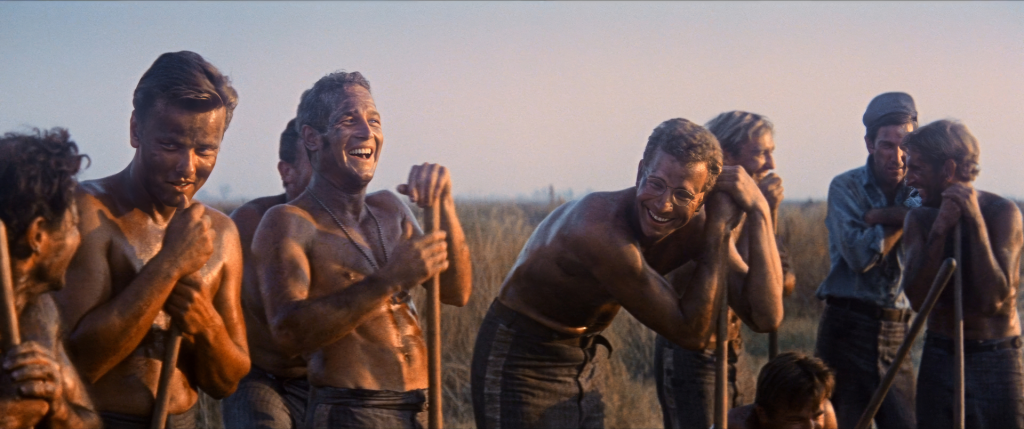 Cool Hand Luke chain gang scene — the IMDb audience favorite of 1967 that the Academy passed over for In the Heat of the Night, illustrating how Oscars best picture data diverged from audience consensus in the 1960s